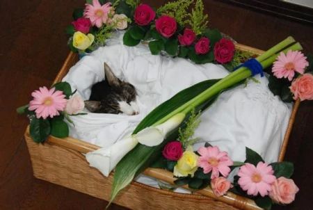 玉林市宠物火化殡葬服务为什么兴起的这么快