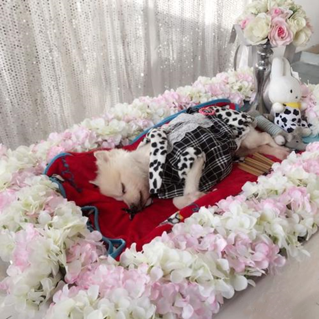 珠海市你了解宠物殡葬师吗？